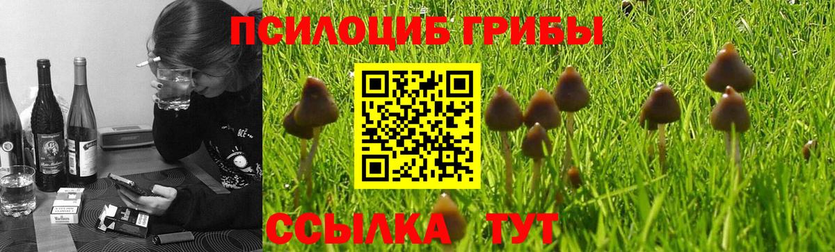 Галлюциногенные грибы Psilocybine cubensis Корсаков